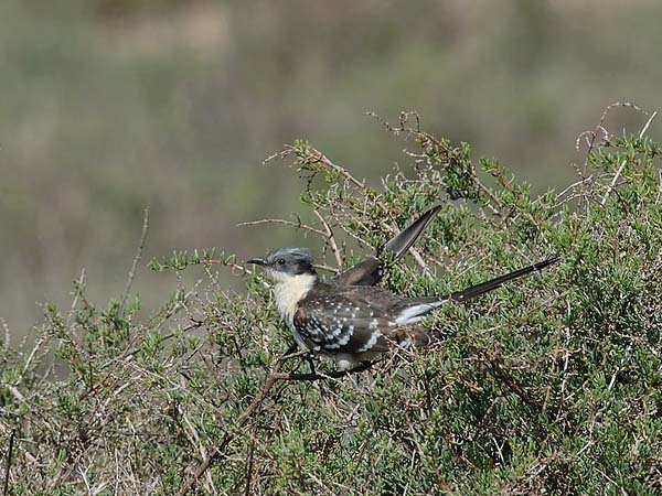 Harakkakäki, Great Spotted Cuckoo, Clamator glandarius